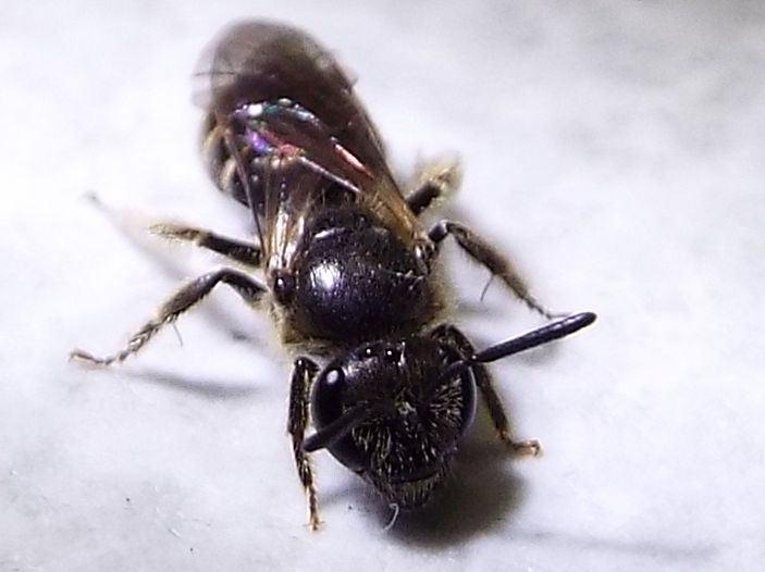 Lasioglossum sp.  (Apidae Halictinae)